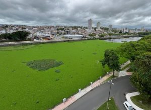 Prefeituras de Itabuna e Ilhéus vão assinar Termo de Cooperação para remoção de baronesas do Rio Cachoeira