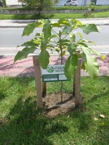 Itabuna Mais Verde já plantou 84 árvores nas obras do viaduto e prevê 300 novas mudas por toda a cidade em 2026